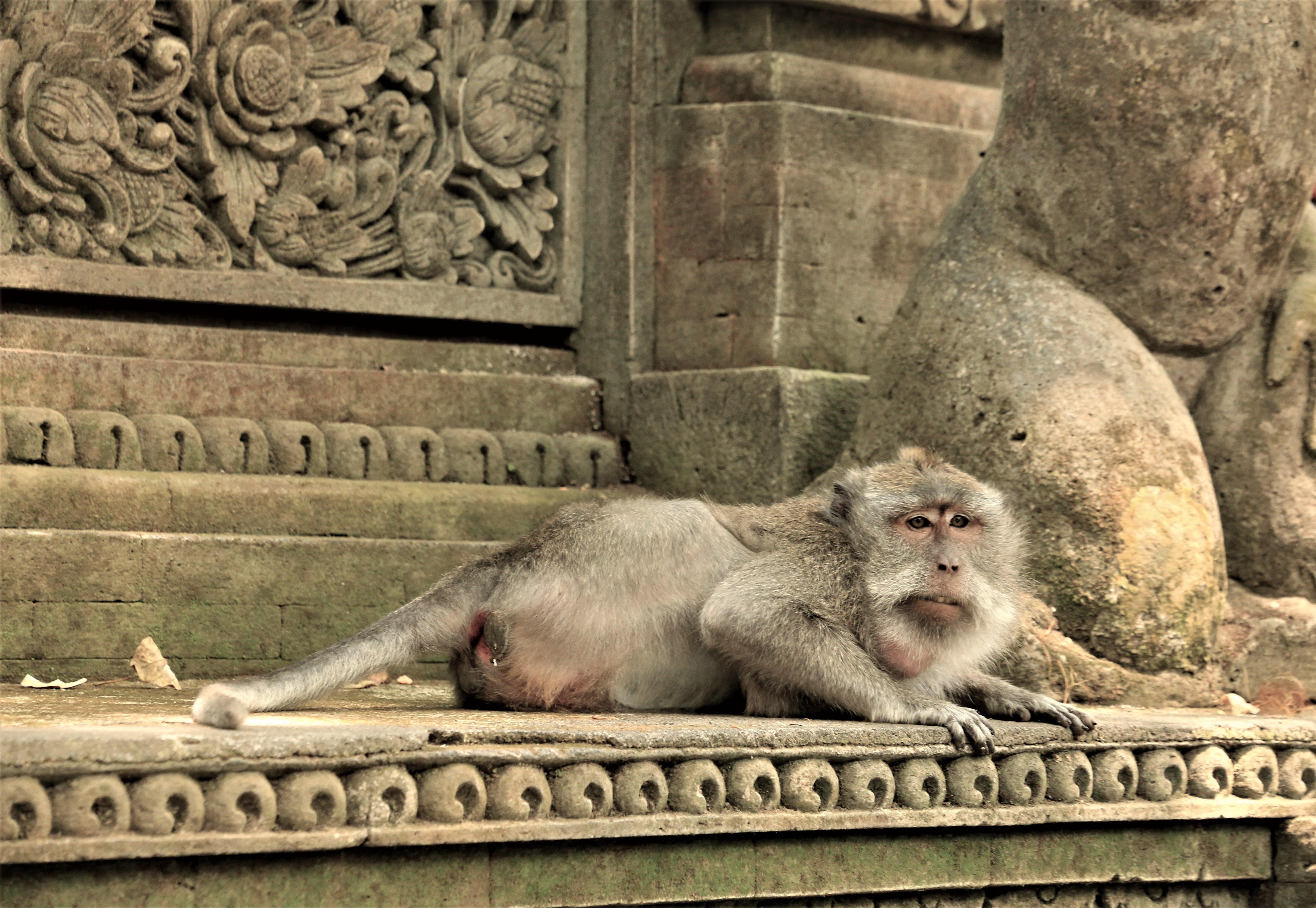 Ubud monkeys